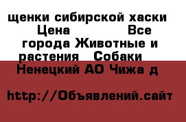 щенки сибирской хаски  › Цена ­ 10 000 - Все города Животные и растения » Собаки   . Ненецкий АО,Чижа д.